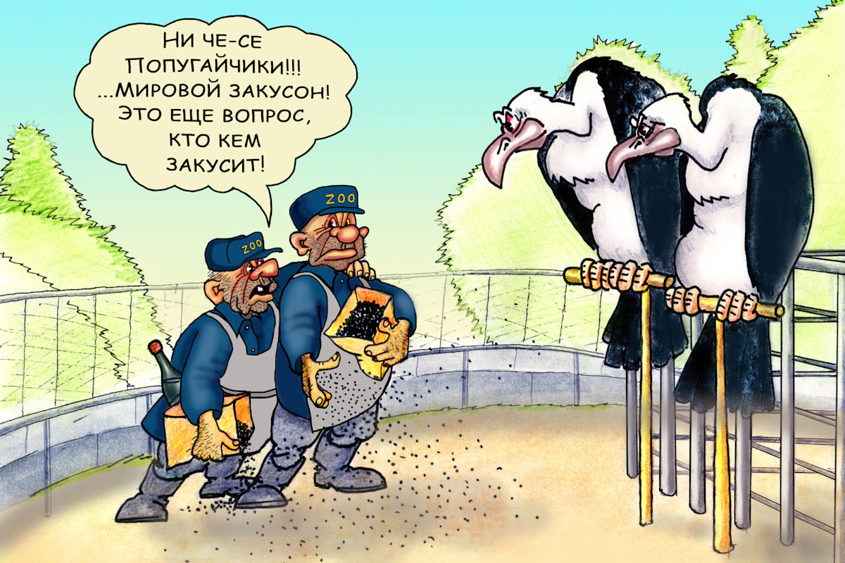 Попугаи